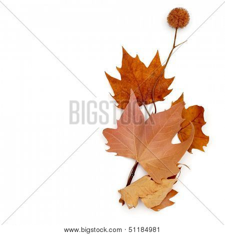 picture of a pile of dried leaves and some Platanus seed balls on a white background