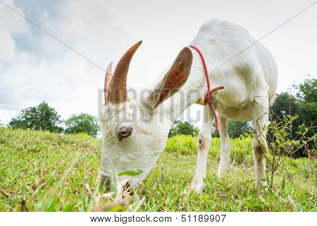 Goat Eating Grass