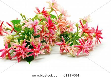 Rangoon Creeper