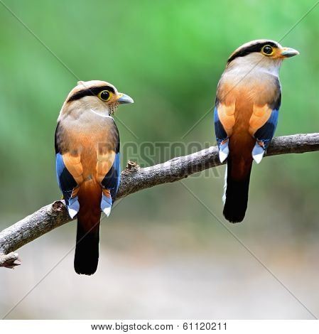 Silver-breasted Broadbill
