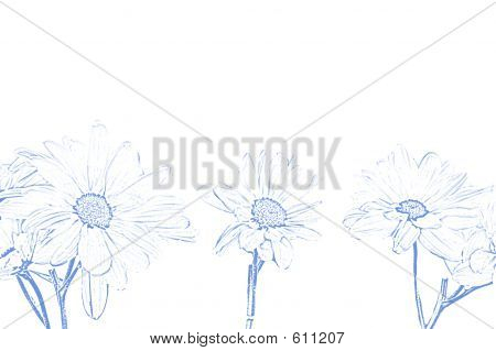Kunst Illustration Shasta Moon Daisy