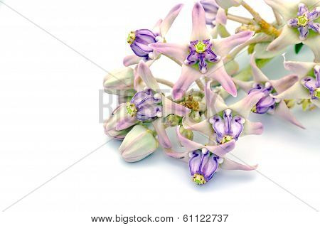 Crown Flower