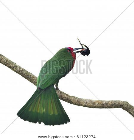 Female Red-bearded Bee-eater