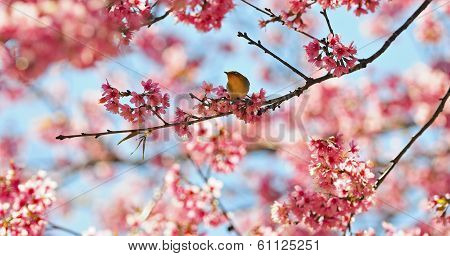 Oriental White-eye