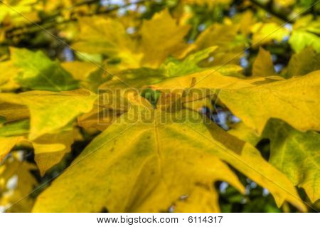 Fogliame di autunno