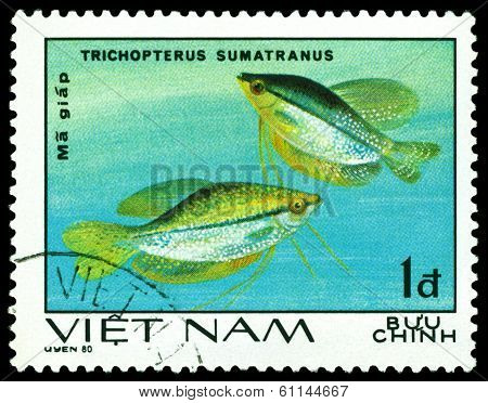 Vintage  Postage Stamp. Trihopterus Sumatranus.