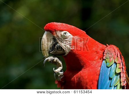 Macaw
