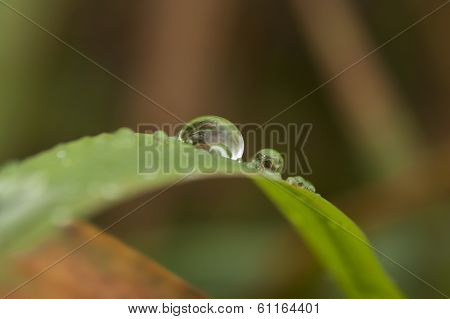Dew Drop On Hatch