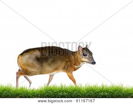 Lesser Mouse Deer Isolated