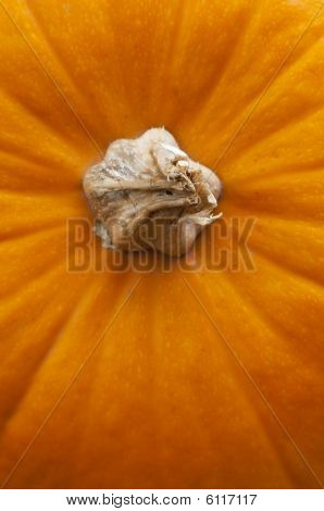 Macrro Shot Pumpkin Stalk
