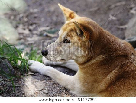 The dingo or Canis Lupus is a free-ranging dog found mainly in Australia, as well as Southeast Asia.