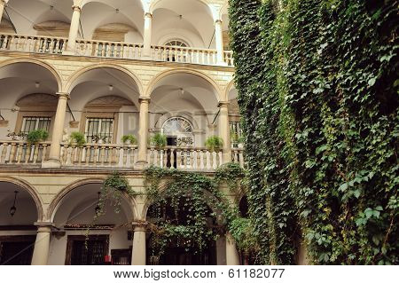 ivy on the wall