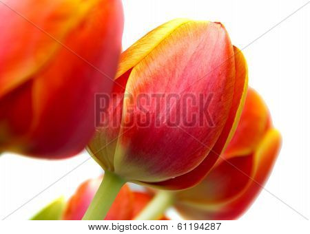 Tulip