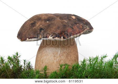 Steinpilze auf Moschus