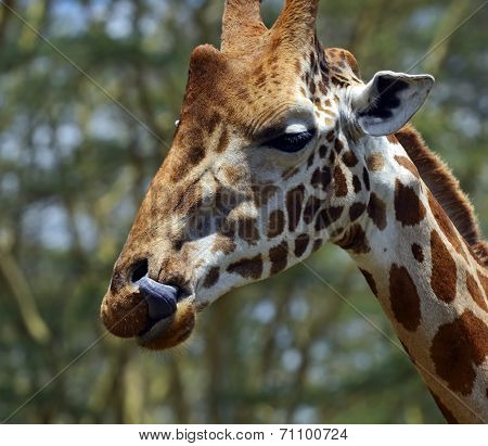 Giraffe