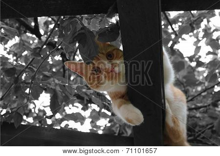 Cat in Tree