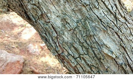 Tree crust