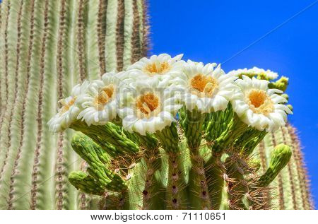 Saguaro