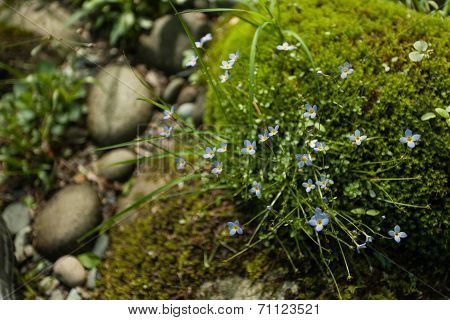 Blue Flowers