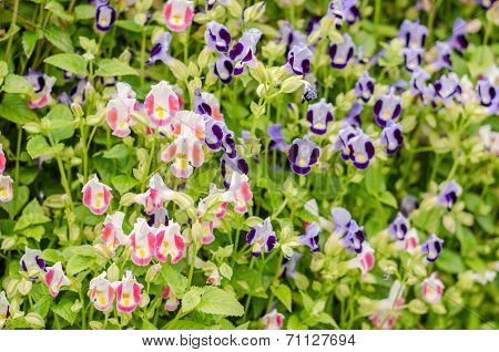 Torenia Or Wishbone Flowers
