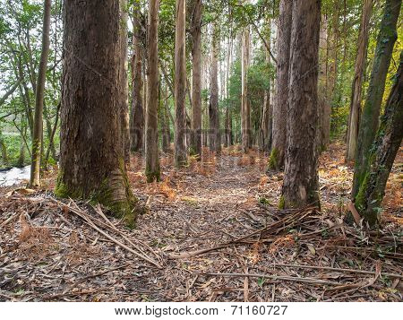 Eucalyptus Forest In Souto Da Retorta, Galicia, Spain.