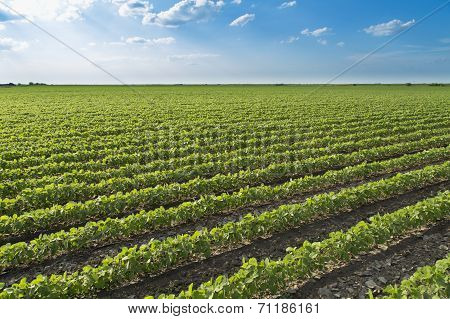 Soybean field ripening at spring season agricultural landscape