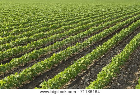 Soybean field ripening at spring season agricultural landscape
