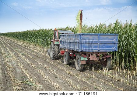 Harvesting silage corn maize green stems