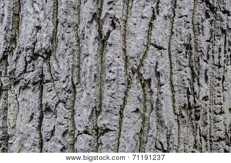 Tree bark texture