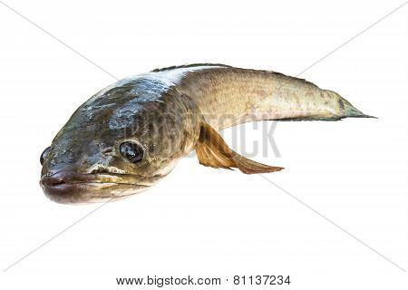 Striped Snakehead Fish  Isolated On White With Clipping Path
