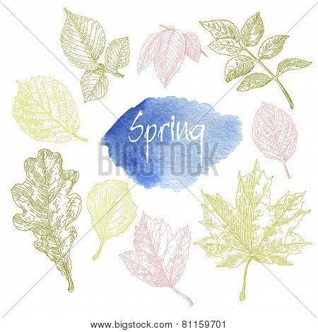 Collection Of Highly Detailed Hand Drawn Leaves Isolated On White Background