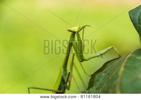 praying mantis in the peruvian Amazon jungle at Madre de Dios Peru