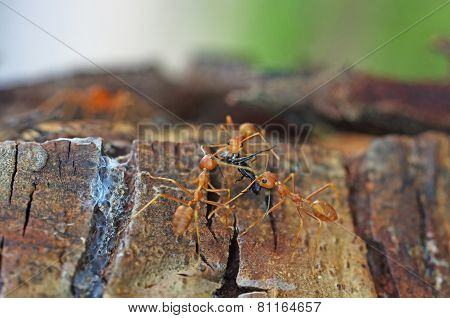 weaver ants are carrying the prey