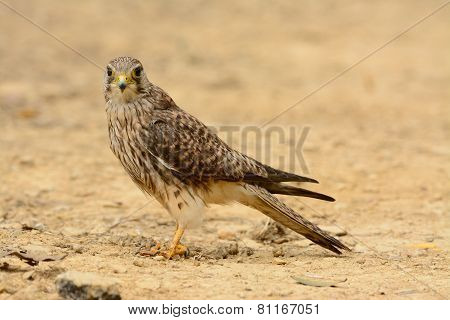 Common Kestrel (falco Tinnunculus)