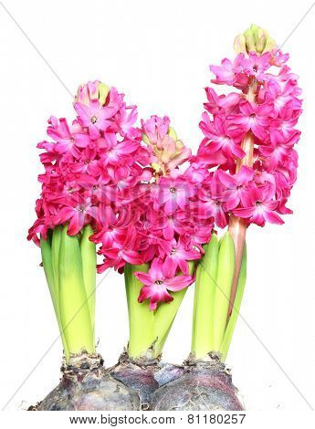 pink hyazinth plant isolated on white.