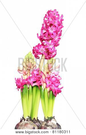 pink hyazinth plant isolated on white.