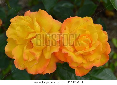 Roses