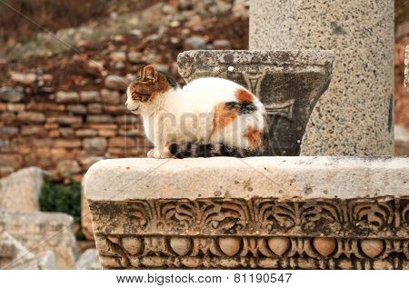 Cat.