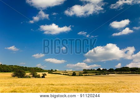 summer landscape