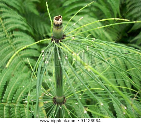 Horsetail Plant