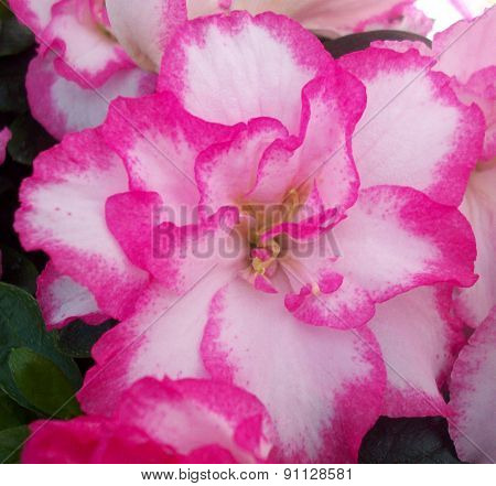 Pink and White Flower