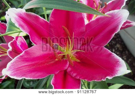 Pink Lily