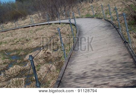Boardwalk Through The Wetland