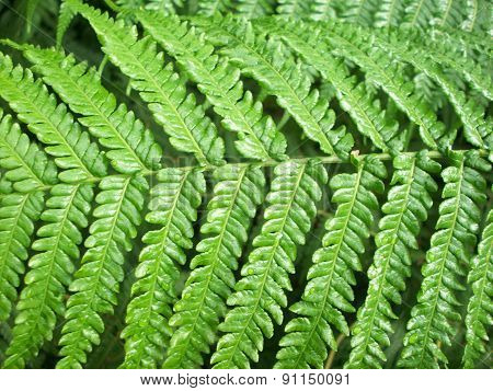 Fern Frond