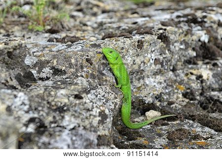 Green Lizard On A Rock