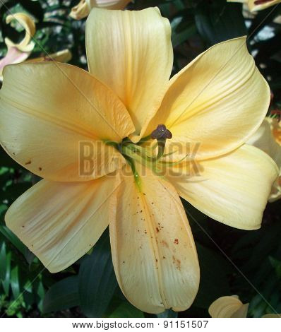 Light Yellow Lily