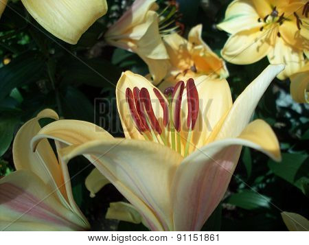 Light Yellow Lily