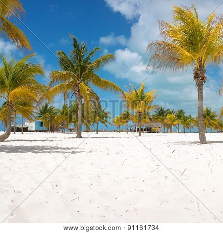 Palm trees on the white sand.