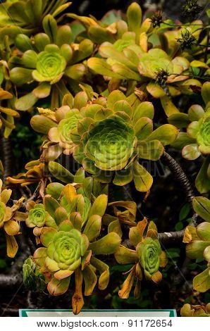 Green Succulent Flower