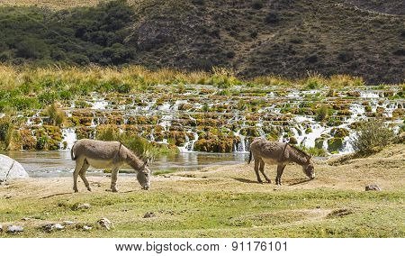 donkeys in the mountains